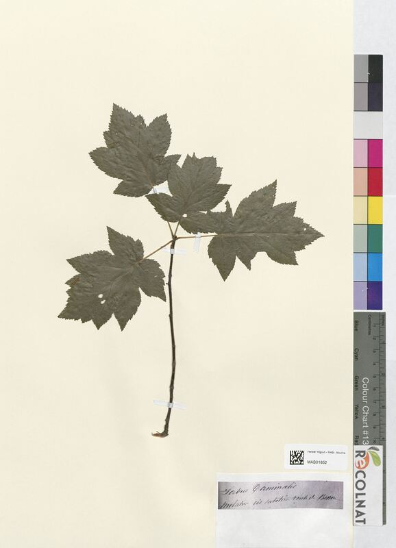 Sorbus torminalis (Rosaceae)