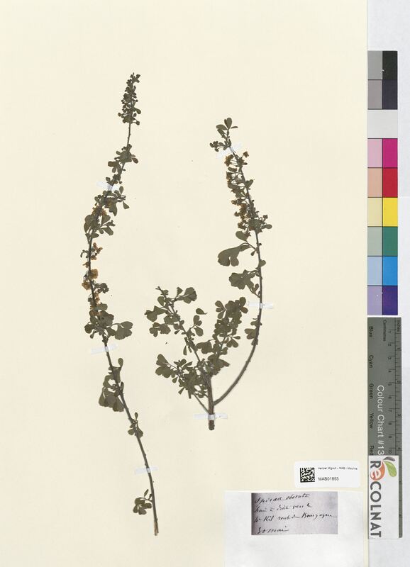Spiraea aborea (Rosaceae)