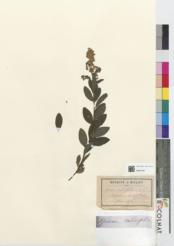 Spiraea salicifolia (Rosaceae)