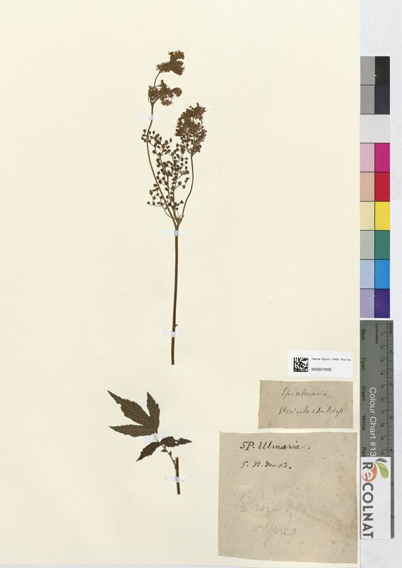 Spiraea ulmaria (Rosaceae)