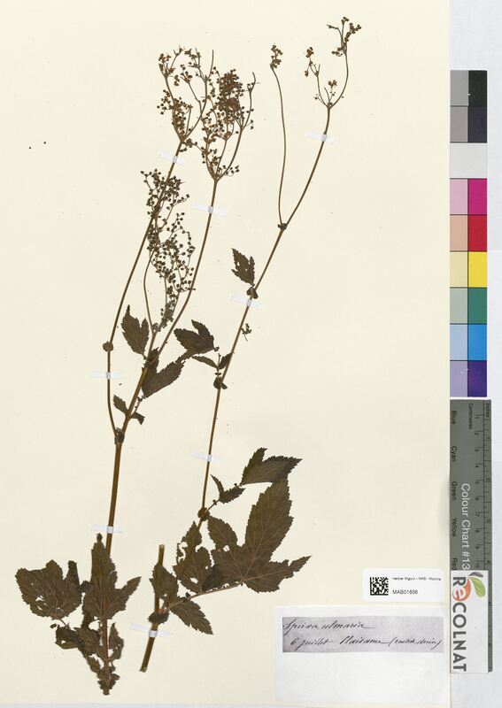 Spiraea ulmaria (Rosaceae)