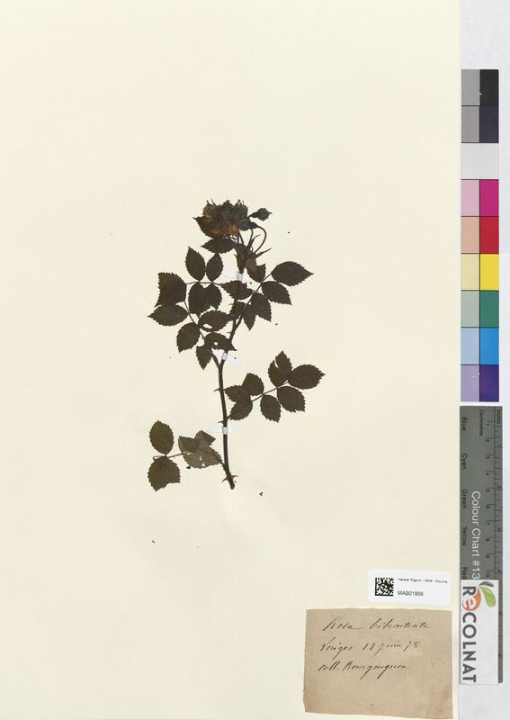 Rosa bibracteata (Rosaceae)