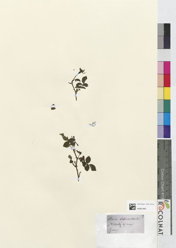 Rosa bibracteata (Rosaceae)