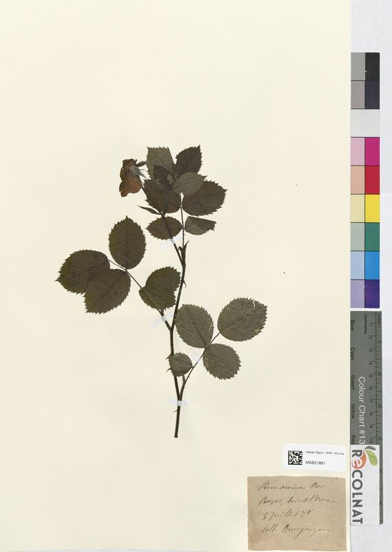 Rosa arvina (Rosaceae)