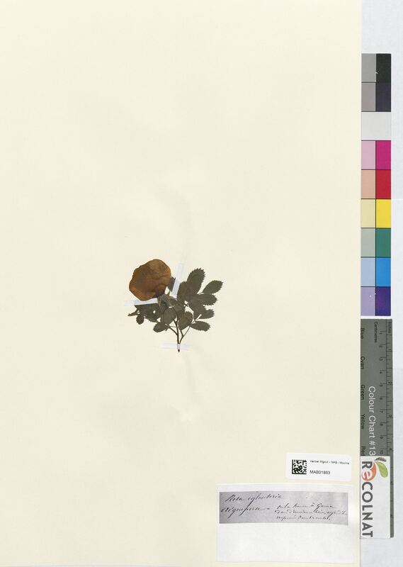 Rosa eglanteria (Rosaceae)