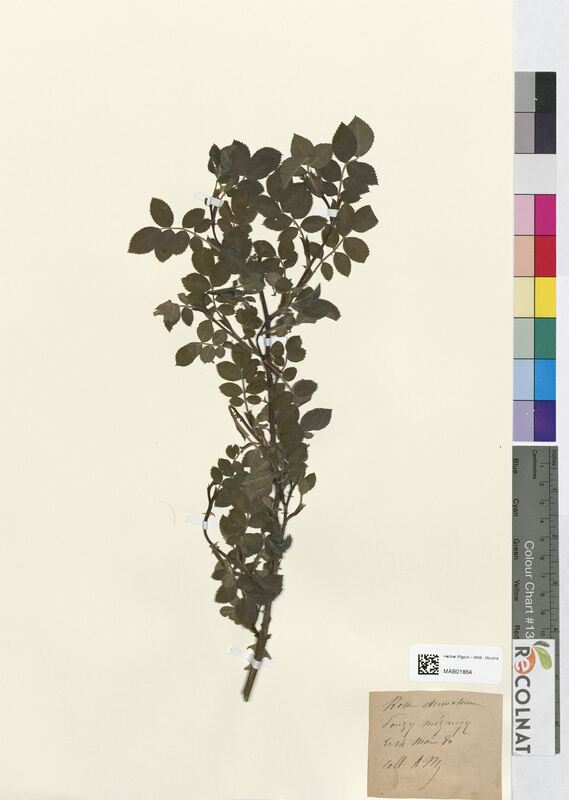 Rosa dumetorum (Rosaceae)