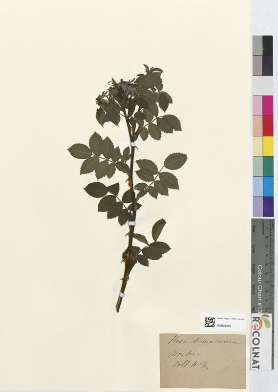 Rosa dumetorum (Rosaceae)