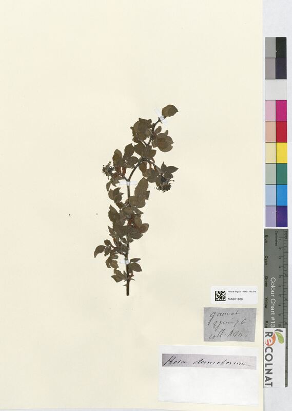 Rosa dumetorum (Rosaceae)