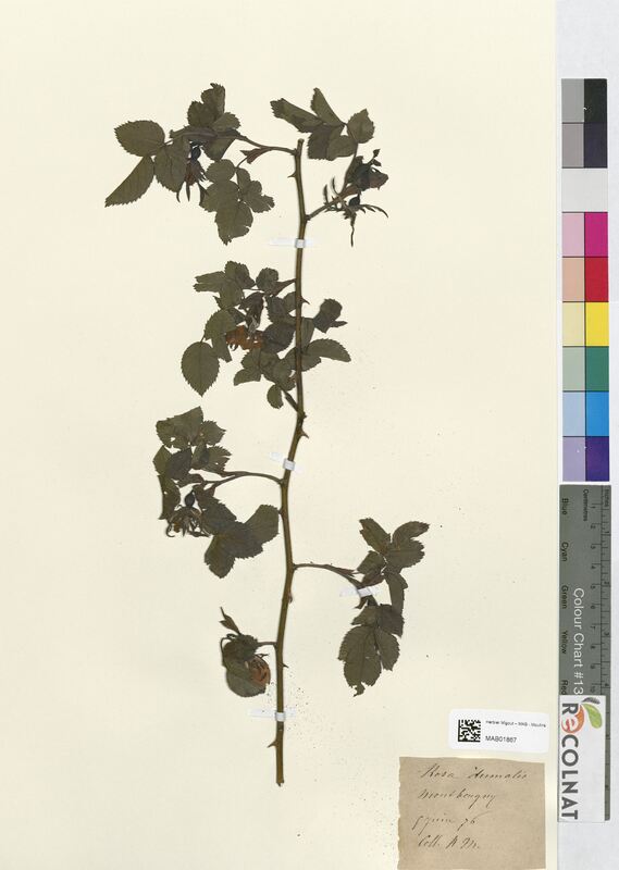 Rosa dumalis (Rosaceae)