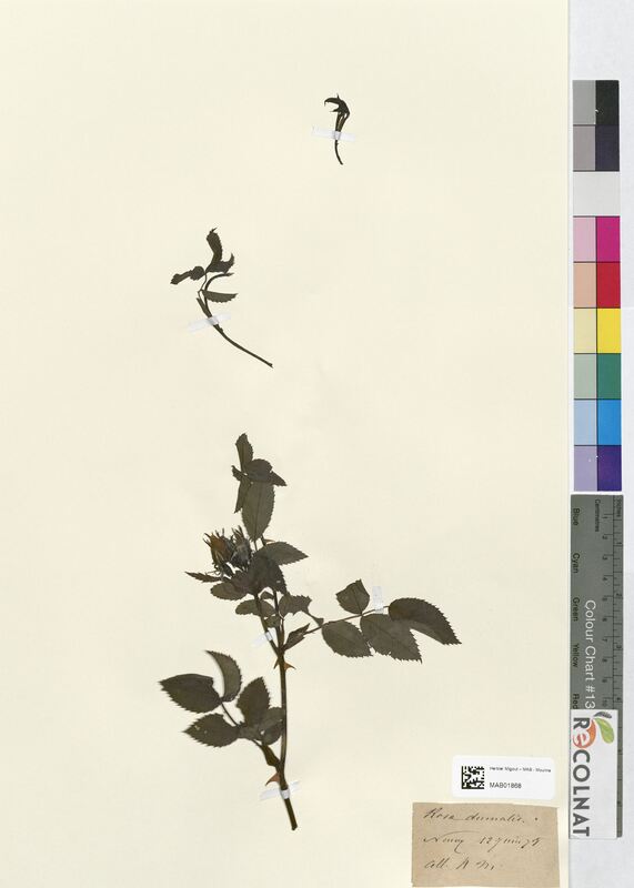 Rosa dumalis (Rosaceae)