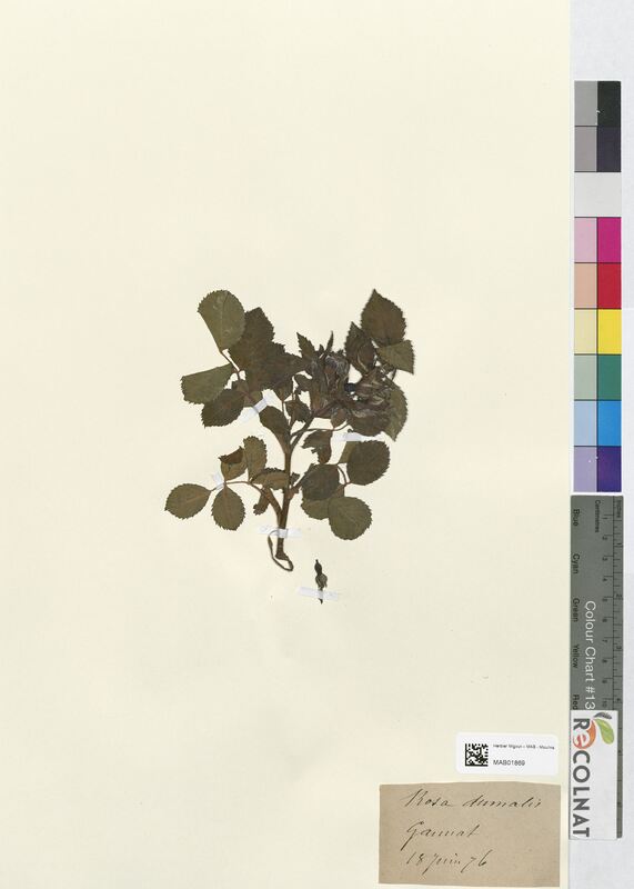 Rosa dumalis (Rosaceae)