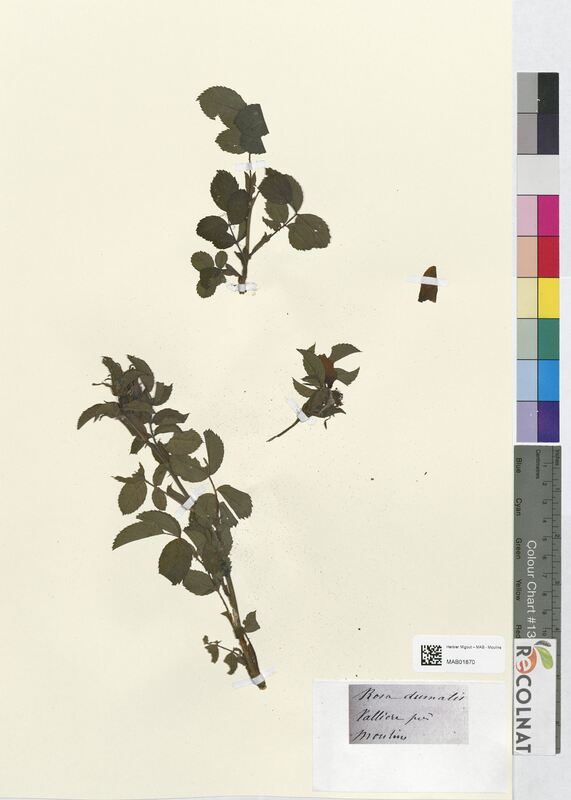 Rosa dumalis (Rosaceae)