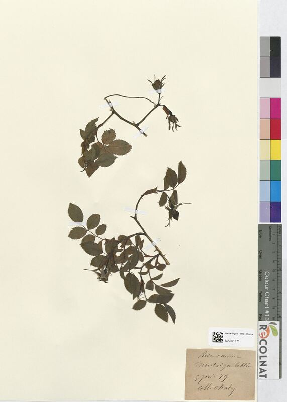 Rosa canina (Rosaceae)