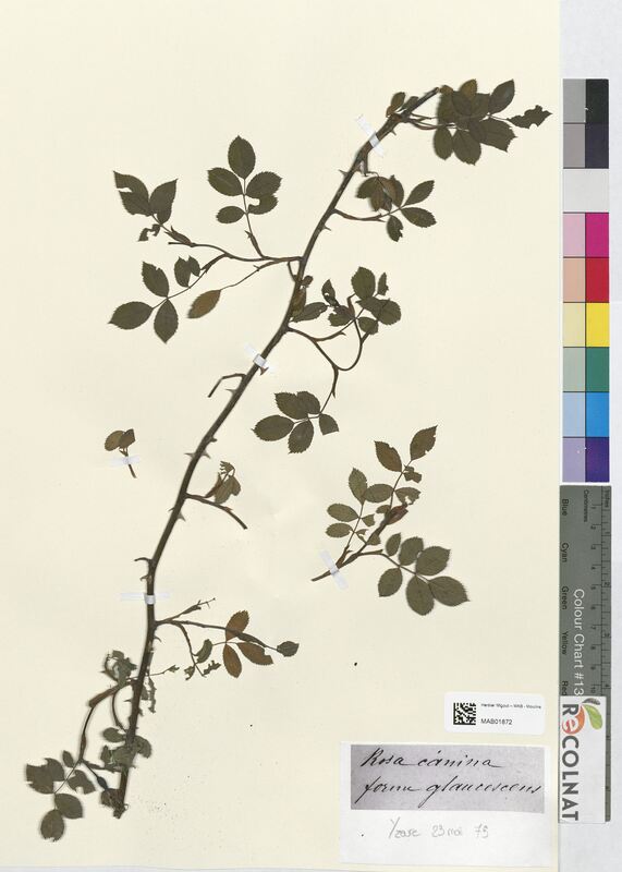 Rosa canina (Rosaceae)