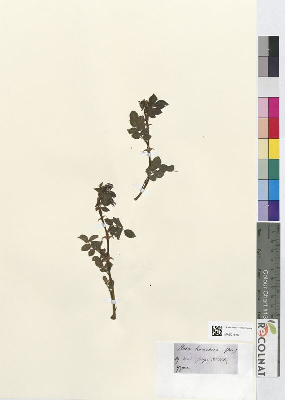 Rosa leucochroa (Rosaceae)