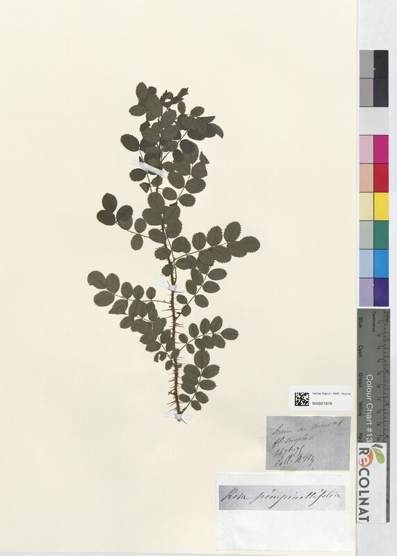 Rosa pimpinellifolia (Rosaceae)