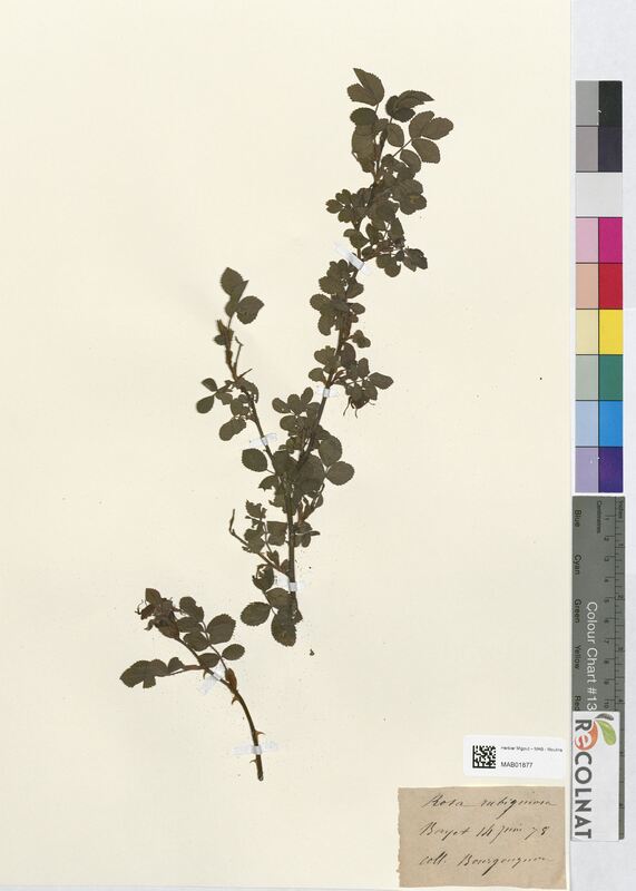 Rosa rubiginosa (Rosaceae)