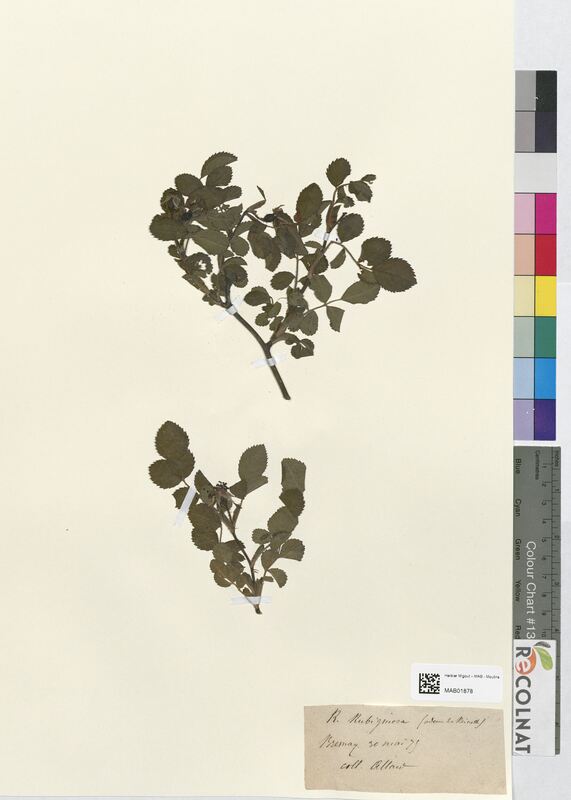 Rosa rubiginosa (Rosaceae)