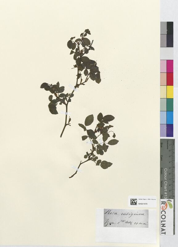 Rosa rubiginosa (Rosaceae)