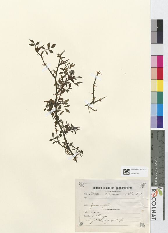 Rosa sepium (Rosaceae)