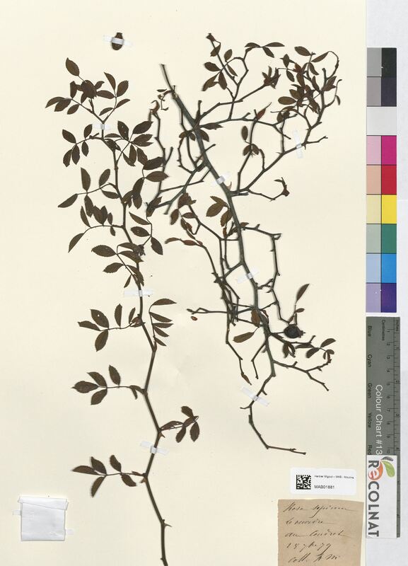 Rosa sepium (Rosaceae)