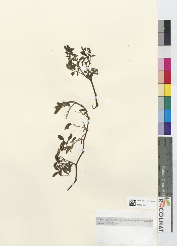 Rosa sepium (Rosaceae)