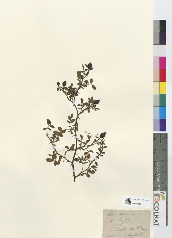 Rosa sepium (Rosaceae)