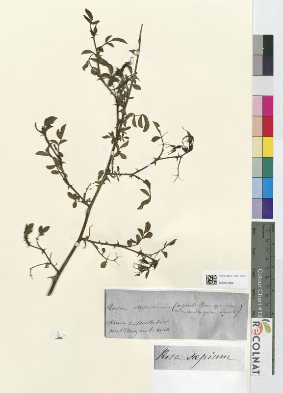 Rosa sepium (Rosaceae)