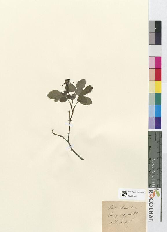 Rosa tomentosa (Rosaceae)