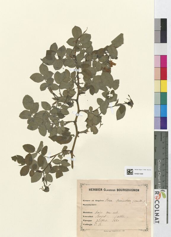 Rosa tomentosa (Rosaceae)