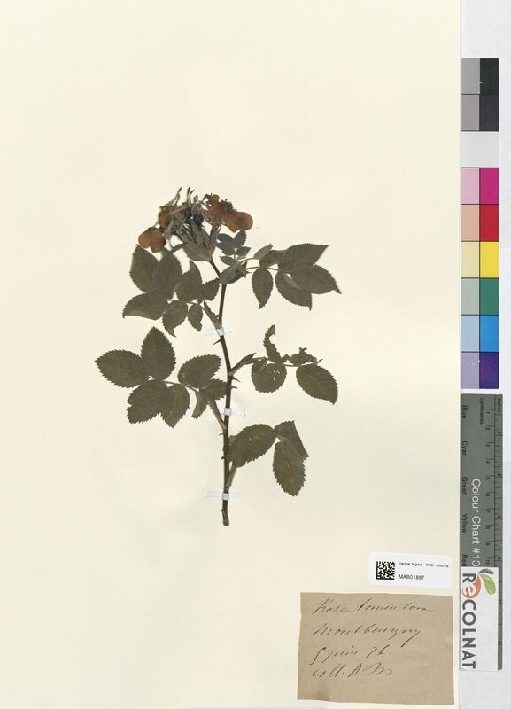 Rosa tomentosa (Rosaceae)