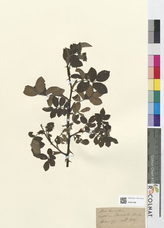 Rosa tomentosa (Rosaceae)