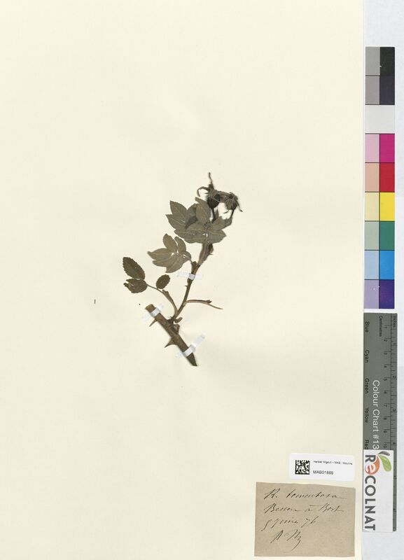 Rosa tomentosa (Rosaceae)