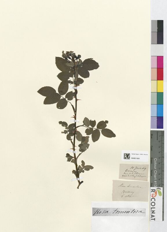 Rosa tomentosa (Rosaceae)