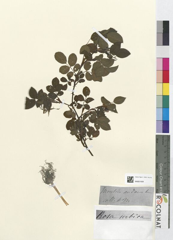 Rosa x urbica (Rosaceae)