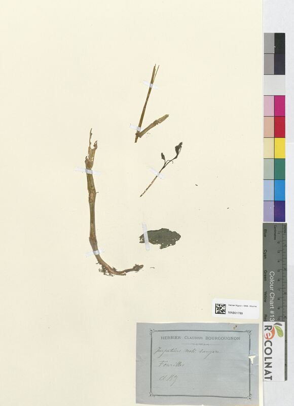 Impatiens noli-tangere (Balsaminaceae)