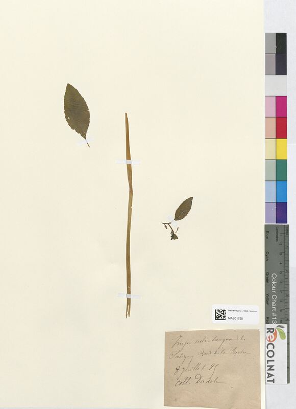 Impatiens noli-tangere (Balsaminaceae)