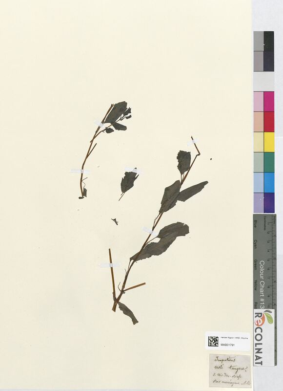 Impatiens noli-tangere (Balsaminaceae)