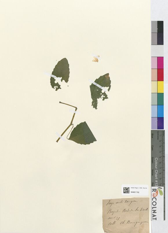 Impatiens noli-tangere (Balsaminaceae)