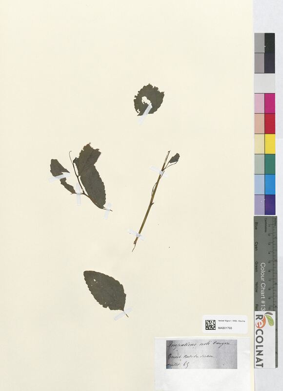 Impatiens noli-tangere (Balsaminaceae)