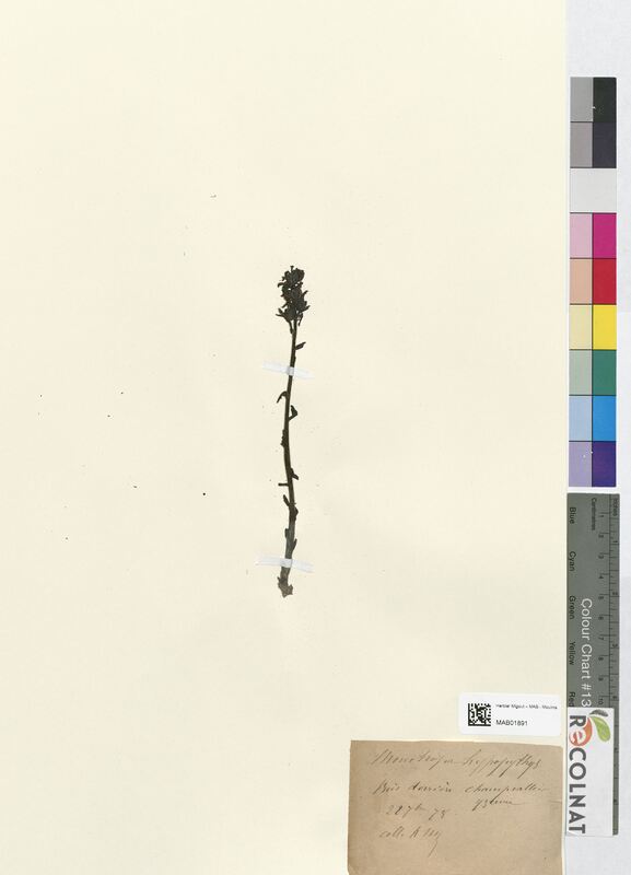 Monotropa hypopitys (Ericaceae)