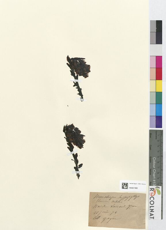 Monotropa hypopitys (Ericaceae)