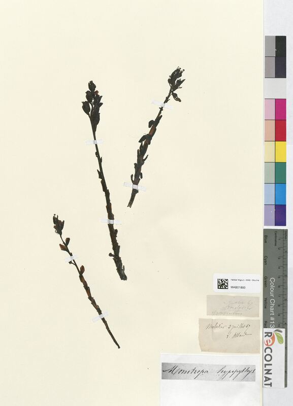 Monotropa hypopitys (Ericaceae)