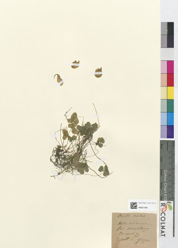 Oxalis acetosella (Oxalidaceae)