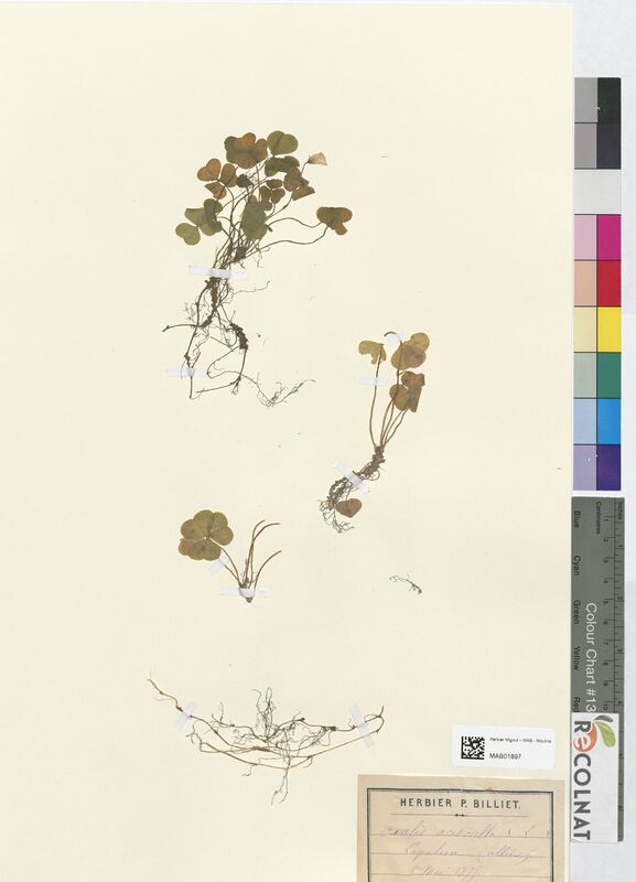 Oxalis acetosella (Oxalidaceae)