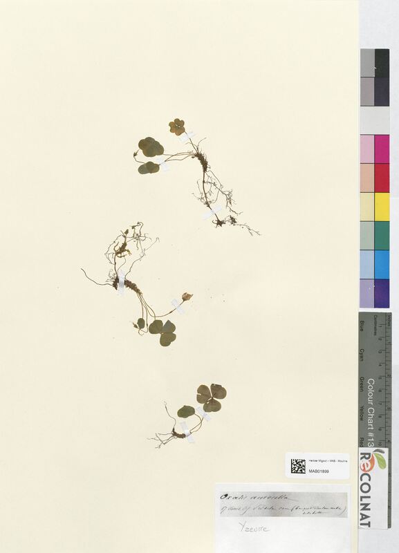 Oxalis acetosella (Oxalidaceae)