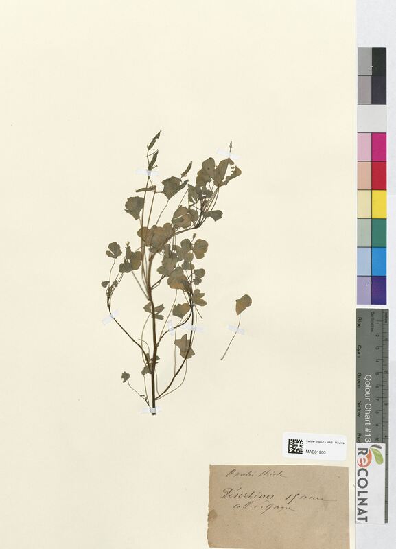 Oxalis stricta (Oxalidaceae)