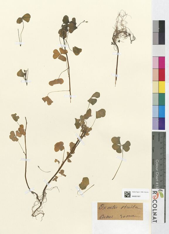 Oxalis stricta (Oxalidaceae)